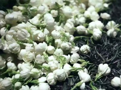 喝茶治口臭嗎，什么茶治口臭好？