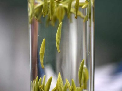 茶葉的專業(yè)知識，關于茶的基本知識大全