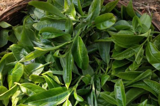 最耐泡的茶葉排名，什么茶葉經(jīng)久耐泡？