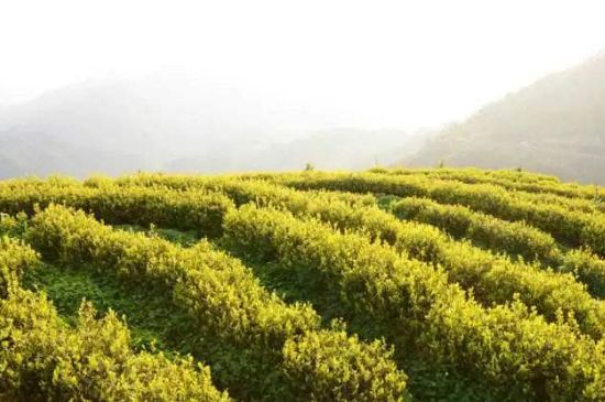 黃金茶的功效及禁忌癥，黃金茶有什么副作用嗎？