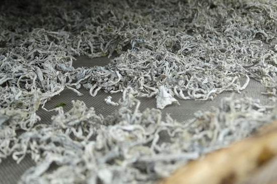 麗江雪茶的功效與作用，白雪茶有什么功效和作用