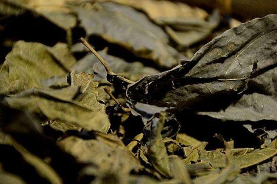 鷓鴣茶什么人不適合喝，鷓鴣茶的禁忌人群