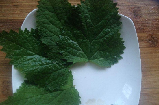 薄荷茶的功效與作用，喝薄荷茶有什么好處？