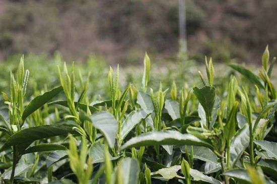 喝黃金茶禁忌，什么人不能喝黃金芽茶？