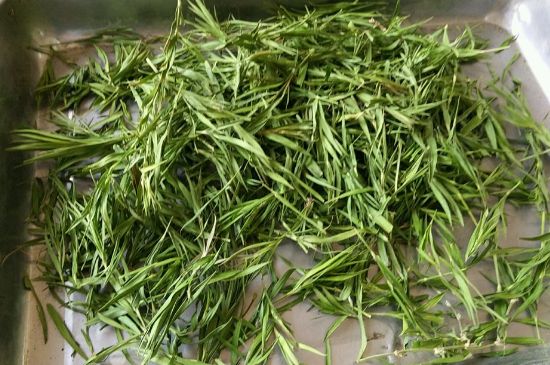 哪類(lèi)人不適合喝石竹茶，石竹茶的功效與禁忌