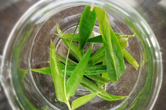 竹葉茶的禁忌，竹葉泡茶的功效禁忌