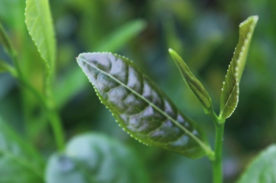 綠茶第一泡要倒掉嗎，為什么綠茶第一泡不喝？