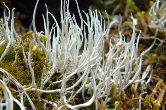 麗江雪茶的禁忌，白雪茶的副作用