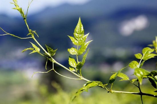 莓茶為什么先苦后甜回甘，莓茶口感怎么樣？