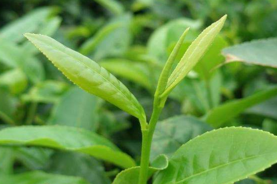 最耐泡的茶葉排名，什么茶葉經(jīng)久耐泡？