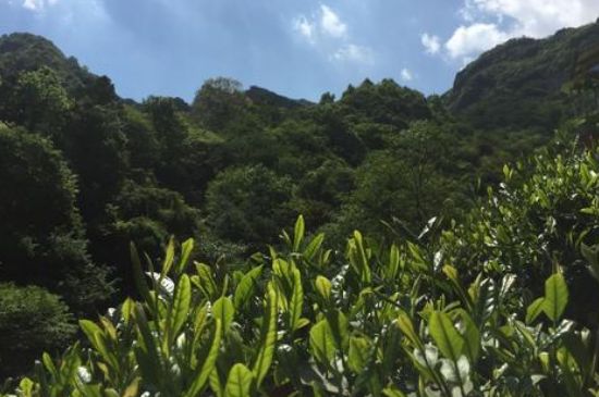 六安瓜片適合什么人喝，六安瓜片的功效與禁忌