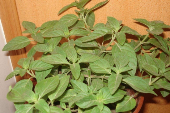 薄荷茶的功效與作用，喝薄荷茶有什么好處？