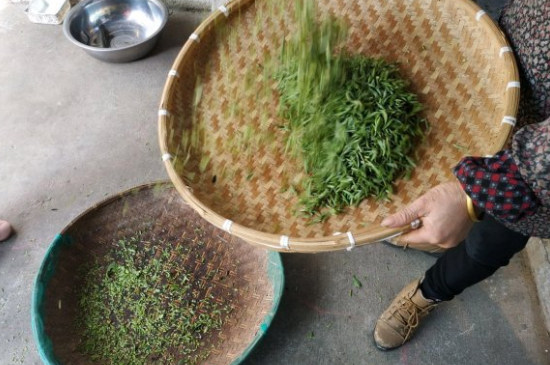 炒青茶為什么便宜，炒青綠茶好喝嗎？