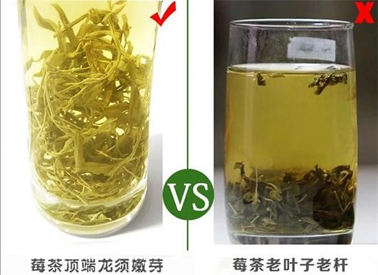 張家界茅巖莓茶與藤茶是同一種茶嗎，藤茶跟莓茶一不一樣？