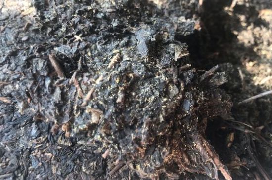 茯茶可以放在冰箱里存放嗎，茯磚茶如何儲存？