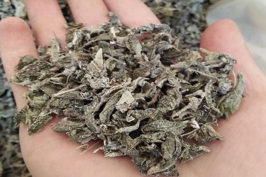 張家界莓茶真假對比，野生莓茶的鑒別方法