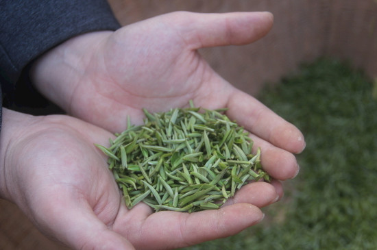 茶葉可以放冰箱嗎，茶需要放冰箱保存嗎