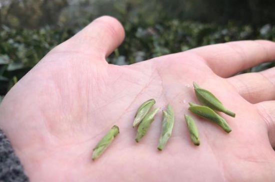 春茶季怎么辨別白毫銀針的好壞，好的白毫銀針如何選購(gòu)？