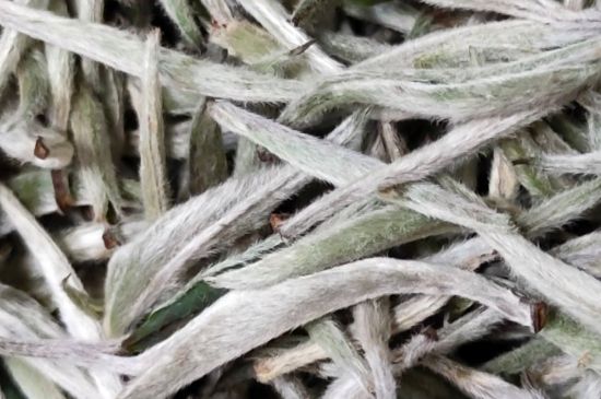 春茶上市白茶的好壞怎么區(qū)分，春白茶怎么分辨好不好？