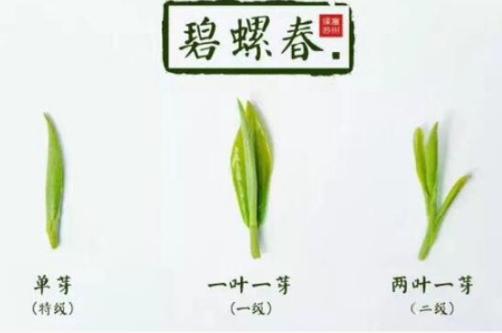 真假碧螺春泡水后區(qū)別，蘇州洞庭碧螺春怎樣鑒別好壞？