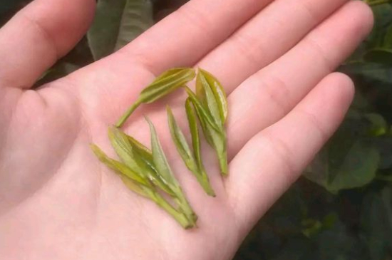 炒青茶為什么便宜，炒青綠茶好喝嗎？