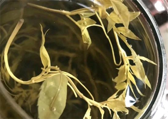 張家界茅巖莓茶與藤茶是同一種茶嗎，藤茶跟莓茶一不一樣？