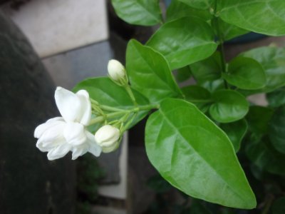 茉莉和什么一起泡最好，茉莉茶有幾種搭配？