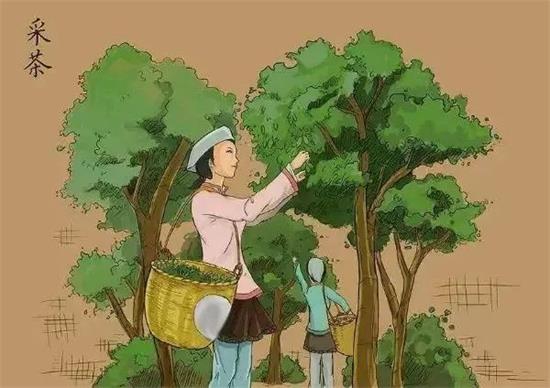 制茶八步驟，制茶工藝流程圖