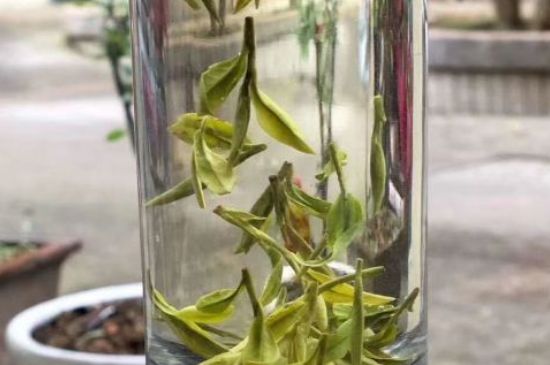 蒸汽煮茶器適合什么茶，蒸汽煮茶器適合用綠茶嗎？