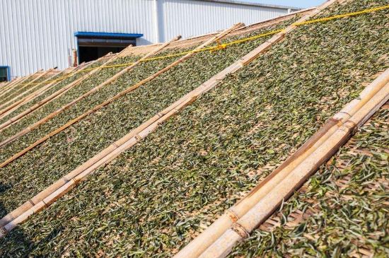 武夷巖茶的初制、精制加工工藝詳細(xì)講解