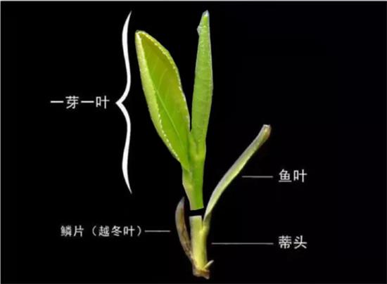 摘茶葉最快的方法，采摘茶葉怎么才能快？