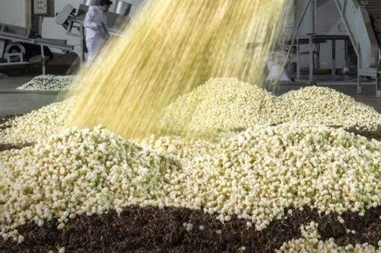 茉莉龍珠怎么做的，茉莉龍珠的制作工藝