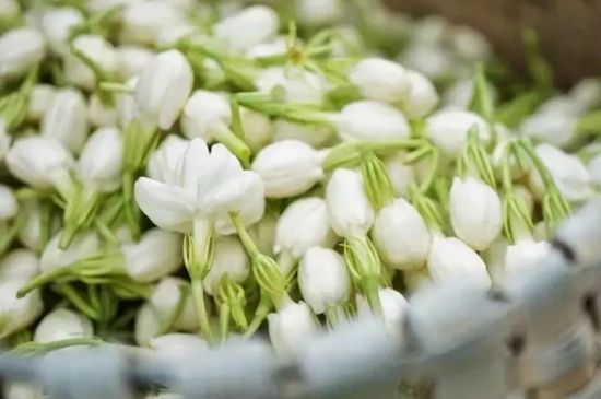 十大排毒養(yǎng)顏花茶，喝什么花茶排毒養(yǎng)顏