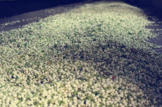 茉莉龍珠怎么做的，茉莉龍珠的制作工藝