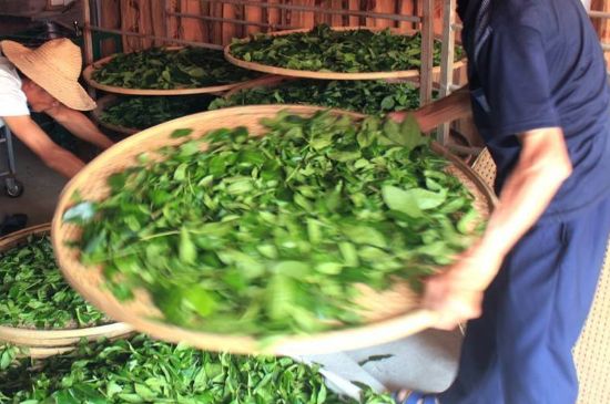 武夷巖茶的初制、精制加工工藝詳細(xì)講解