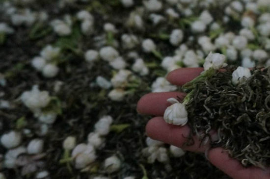 茉莉茶的種類和等級(jí)，茉莉花茶的分類