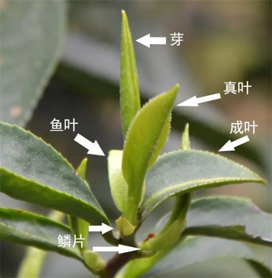 摘茶葉最快的方法，采摘茶葉怎么才能快？