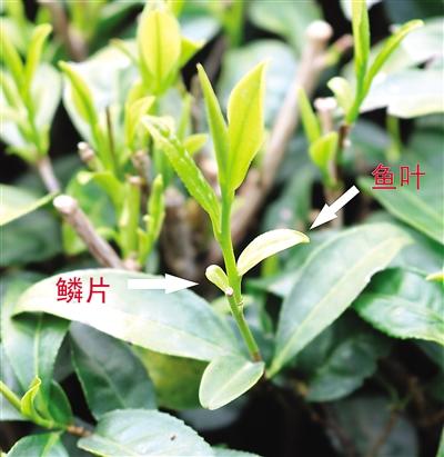 摘茶葉最快的方法，采摘茶葉怎么才能快？