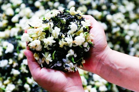 茉莉花和什么在一起喝好，茉莉花喝什么茶搭配？