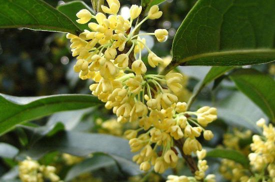 干桂花茶的制作方法，怎樣自制桂花茶？