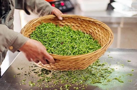 武夷巖茶的初制、精制加工工藝詳細(xì)講解