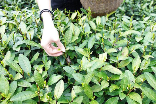 采茶的方法與步驟，如何正確采摘茶葉？