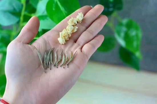 茉莉銀針口感，茉莉銀針是什么味道？