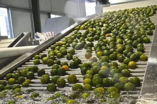 家庭自制柑普茶方法，小青柑制作9個步驟竅門（圖片）