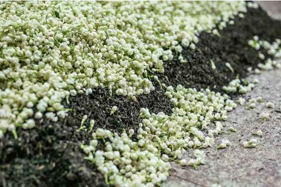 茉莉茶葉的功效與禁忌，什么人不適合喝茉莉花茶？