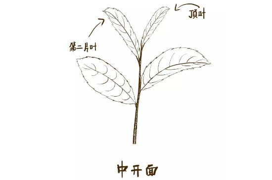 武夷巖茶的初制、精制加工工藝詳細(xì)講解
