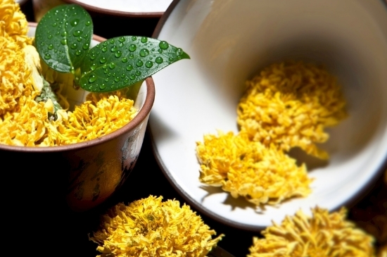 孕婦可以喝菊花茶嗎，菊花對胎兒有致畸作用？