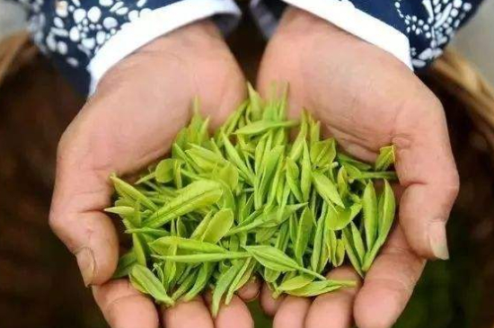 摘茶葉最快的方法，采摘茶葉怎么才能快？