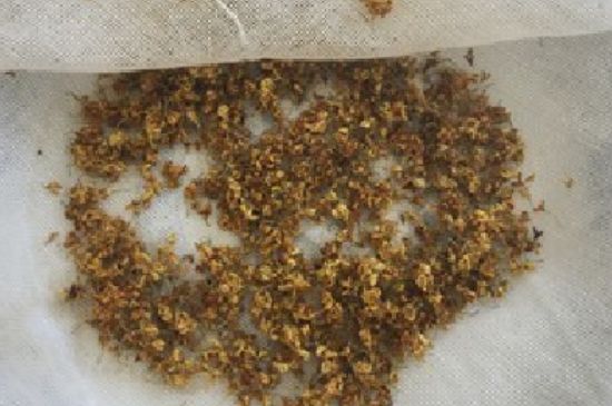 干桂花茶的制作方法，怎樣自制桂花茶？