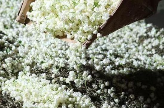 茉莉茶葉的功效與禁忌，什么人不適合喝茉莉花茶？